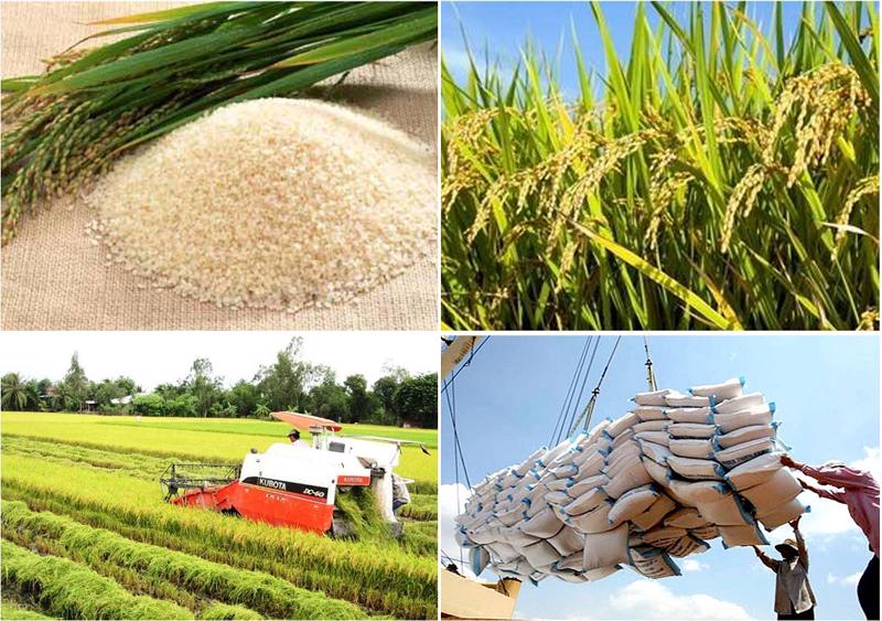 Exporting rice, this is the story of the national brand and reputation