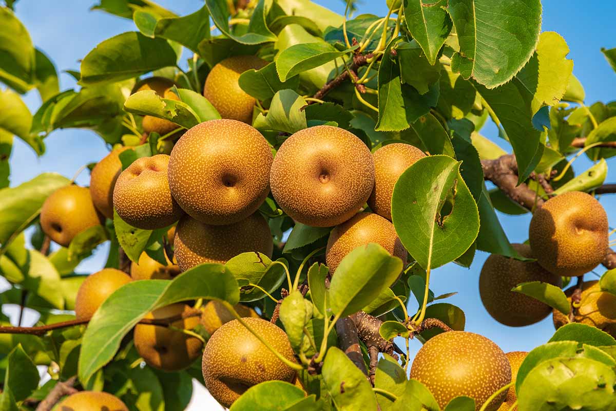 Korean pear is a wonderful autumn and winter food and is widely grown in Korea