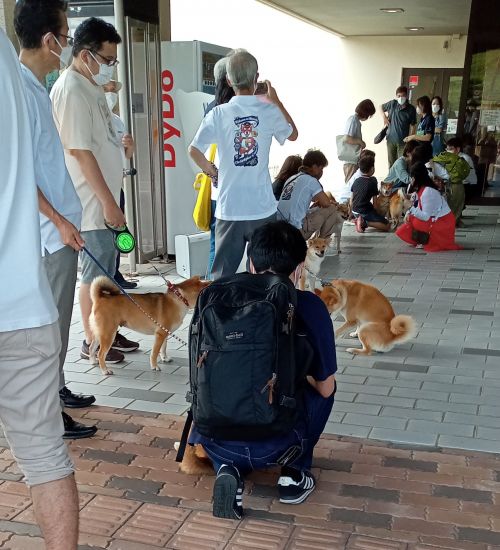 Dịch vụ chó Shiba đón khách ở sân bay Nhật Bản