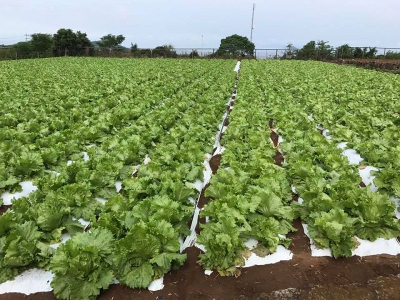 HTX nông nghiệp JA Nagasaki hỗ trợ 1.000 cây rau diếp cho DHS